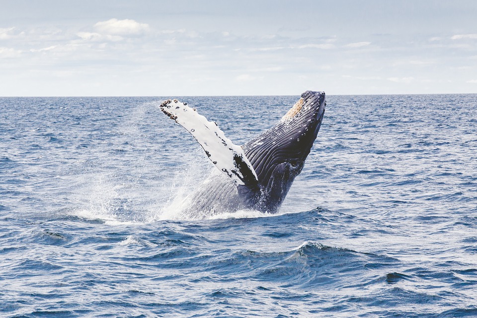 Whale Season in Hermanus